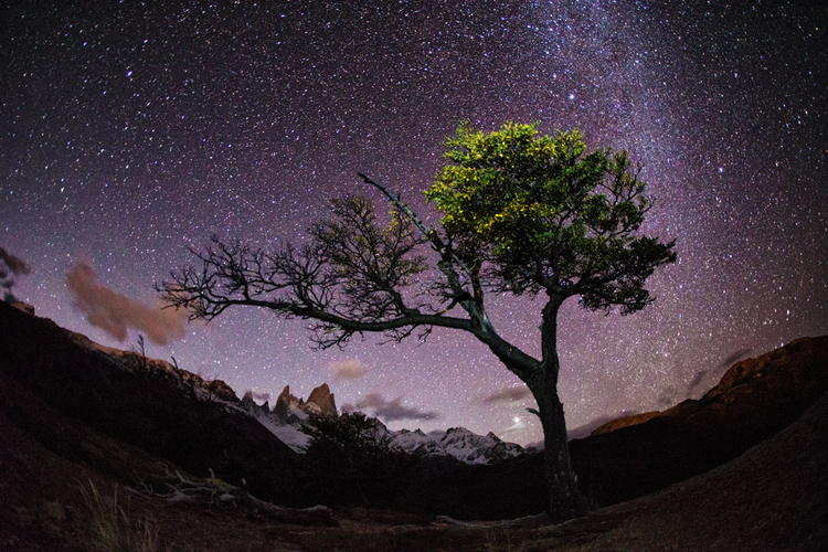 "Natknąłem się na to drzewo w połowie 8-milowej wędrówki do obozu, podczas zdjęć niedaleko Fitz Roy w Chile"; fot. Max Seigal